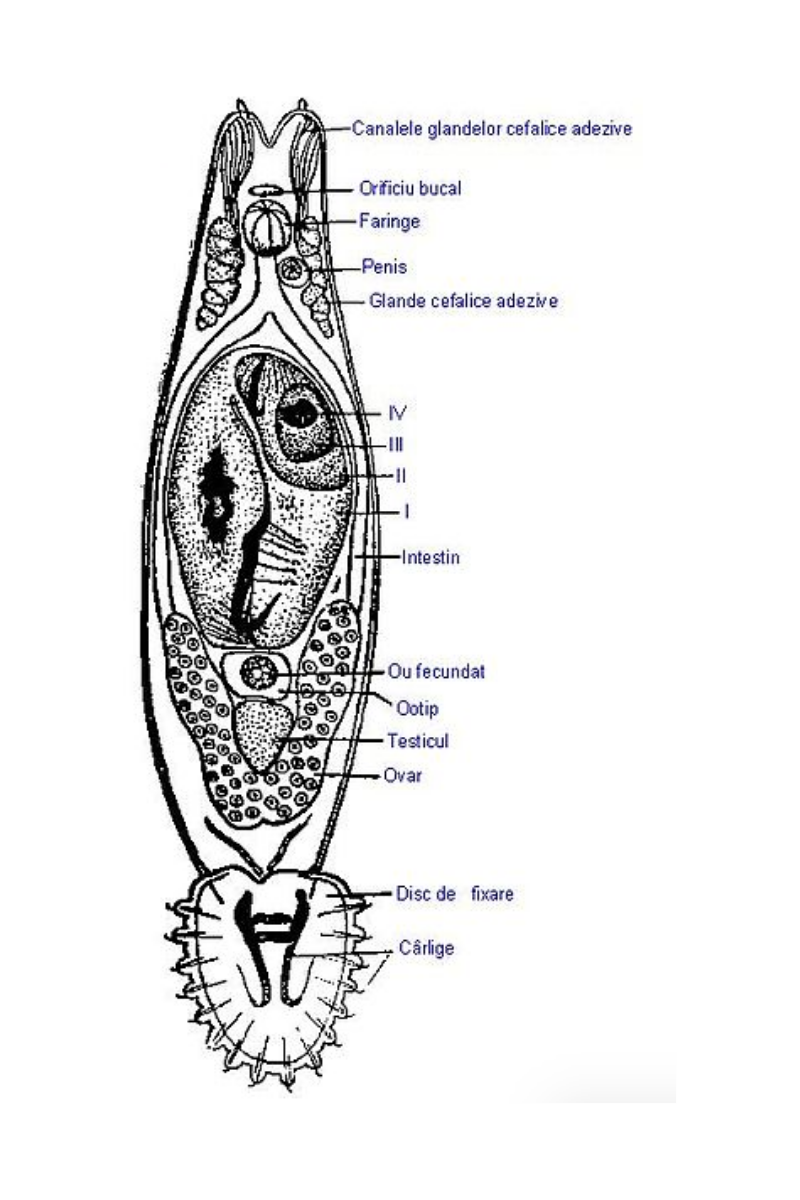 Gyrodactylus