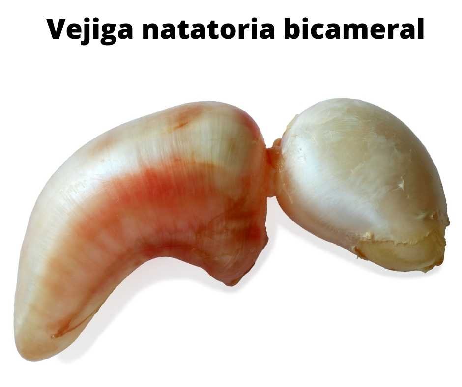 Vejiga natatoria bicameral