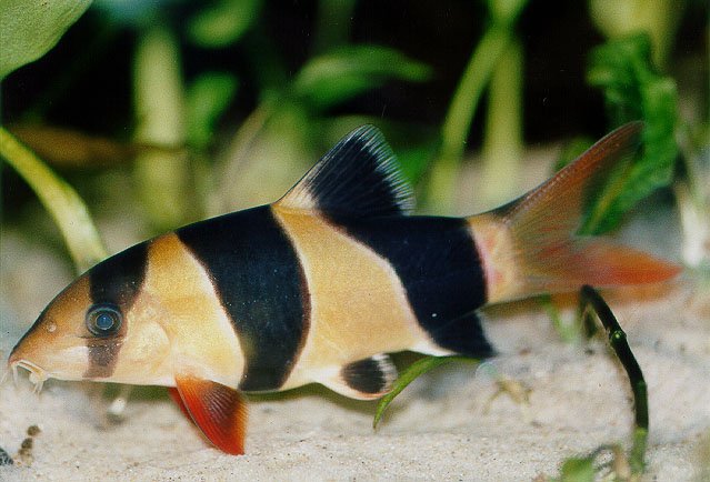 Botia eliminador plaga de caracoles en acuario