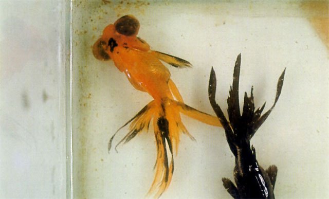 Gyrodactylus. Aletas rotas